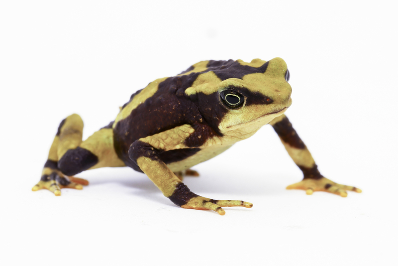 atelopus_pachydermus_H6A1681(1).jpg