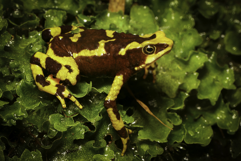 atelopus_pachydermus_H6A1749.jpg
