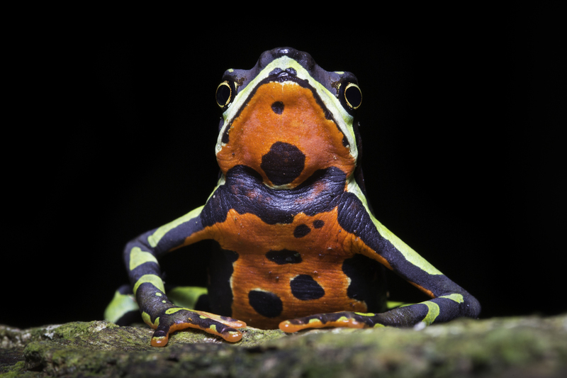 atelopus_tri_AD4A0081.jpg :: Peruvian Harlequin Toad (Atelopus pulcher), Cordillera Escalera Regional Conservation Area, Peru.