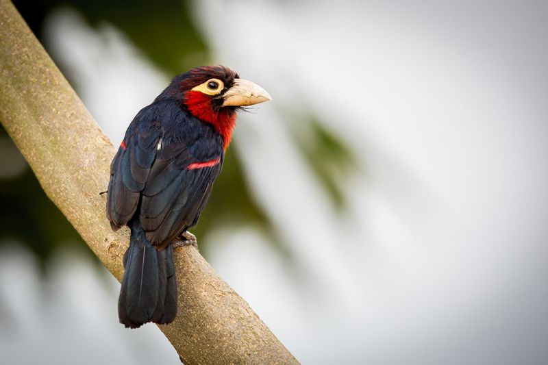 barbet_AD4A5454.jpg :: Double-toothed Barbet (Lybius bidentatus), Lake Kivu, Rwanda.