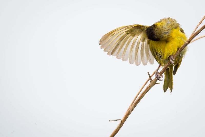 bird_AD4A40311.jpg :: Lesser Masked-Weaver (Ploceus intermedius), Rwanda.