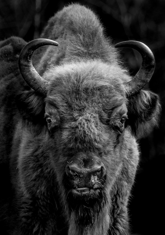 bison_wpy_AD4A1603.jpg :: European Bison (Bison bonasus), Bialowieza National Park, Poland.