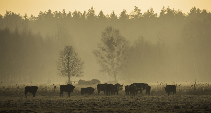 bisontes_website_AD4A1362.jpg :: European Bison (Bison bonasus), Bialowieza National Park, Poland.