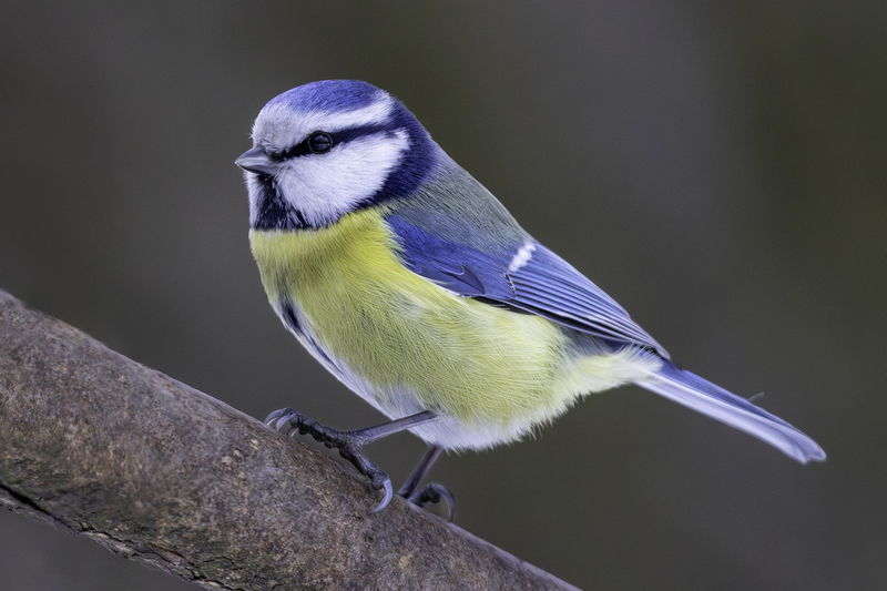 blue_tit_H6A3463.jpg