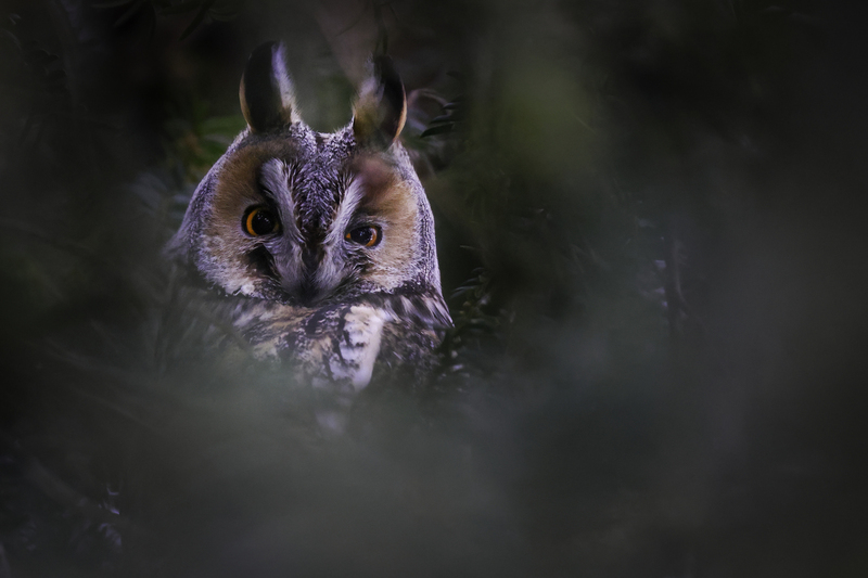 buho_bis_H6A6707.jpg