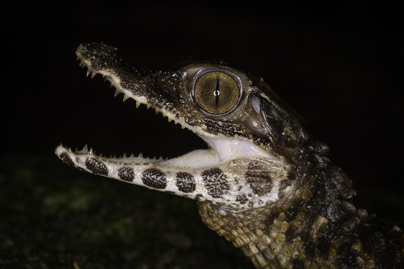 caiman_AD4A0788.jpg :: Smooth-fronted caiman (Paleosuchus trigonatus) at Allpahuayo-Mishana National Reserve, in Loreto, Peru.