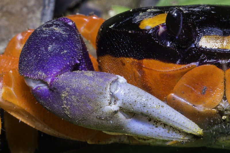 cangrejo_costa_rica_AD4A5463.jpg