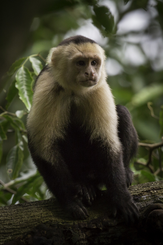 capuchino_costa_rica_AD4A5289(1).jpg :: Panamanian white-faced capuchin (Cebus imitator), Costa Rica.