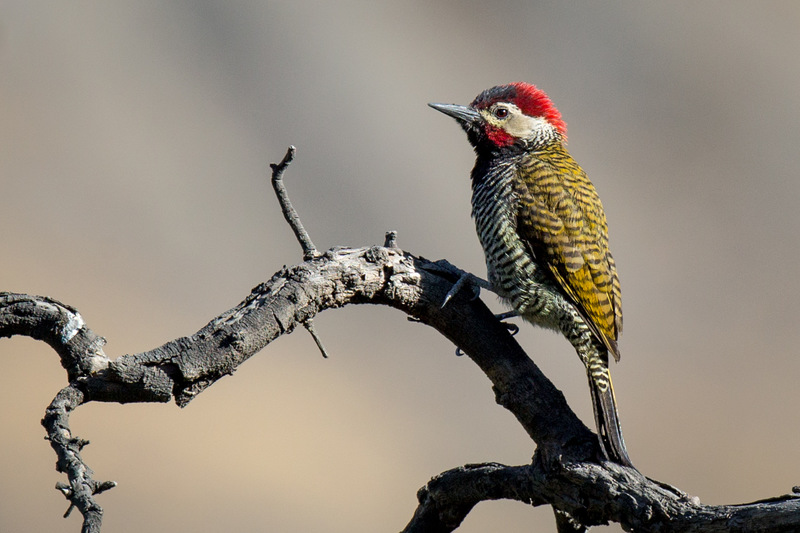 carpintero_AD4A2392.jpg :: Black-necked Woodpecker (Colaptes atricollis), Bosque de Zarate, Peru.