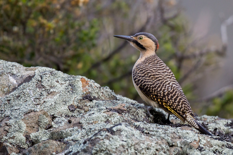 carpintero_andino_AD4A1105.jpg :: Andean Flicker (Colaptes rupicola), Lima, Peru.