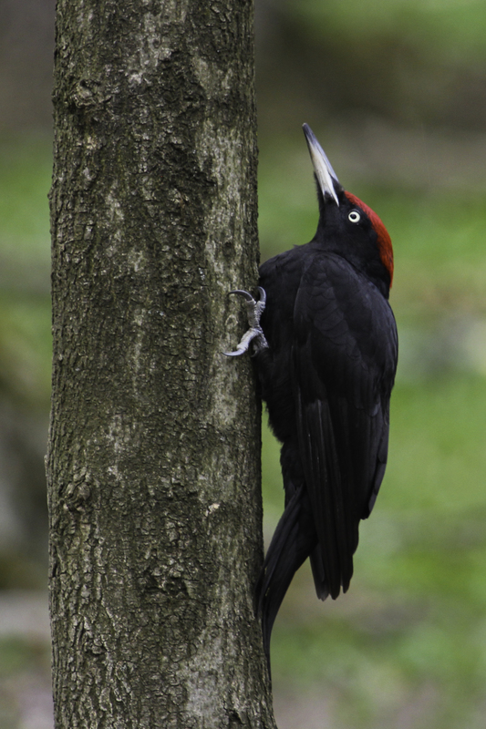 carpintero_website_IMG_8793.jpg :: Black woodpecker (Dryocopus martius), Wiener Walds, Austria.