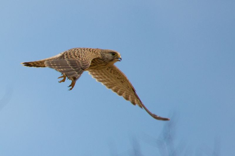 cernicalo_AD4A21281.jpg :: Common kestrel (Falco tinnunculus), National Park Neusiedler See, Austria.