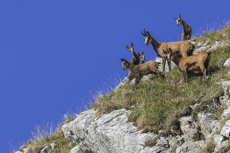 chamois__H6A3079.jpg