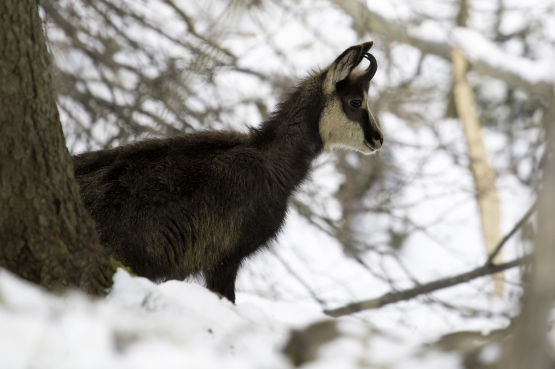chamois_website_AD4A0798.jpg :: Chamois (Rupicapra rupicapra), Austria.