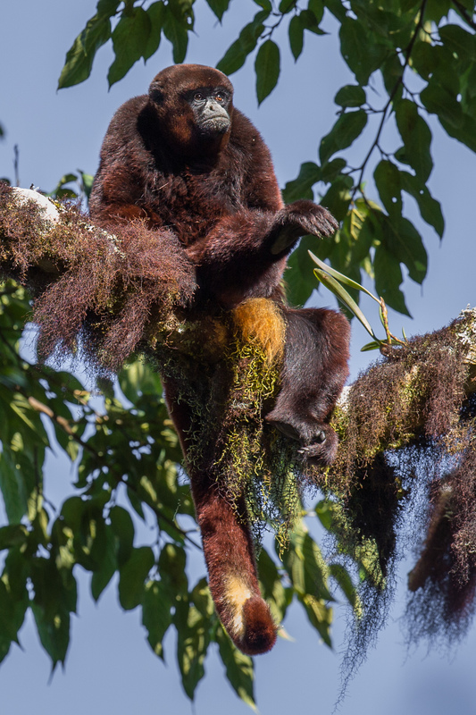 choro_cola_amarilla_AD4A5850.jpg :: Peruvian Yellow-tailed Woolly Monkey (Lagothrix flavicauda), Amazonas, Peru. Critically endangered.