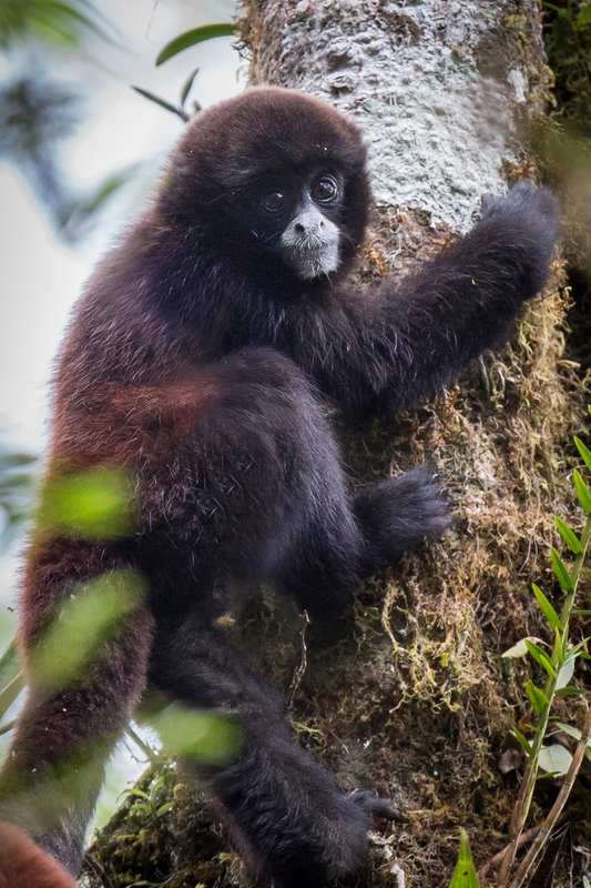 choro_cola_amarilla_mono_choro_AD4A6588_retocado.jpg :: Peruvian Yellow-tailed Woolly Monkey (Lagothrix flavicauda), Amazonas, Peru. Critically endangered.