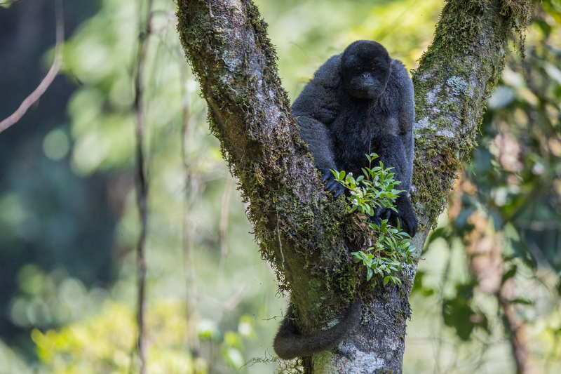 choro_gris_AD4A1767.jpg :: Gray woolly monkey (Lagothrix cana), Yanachaga-Chemillen National Park, Peru. Endangered.