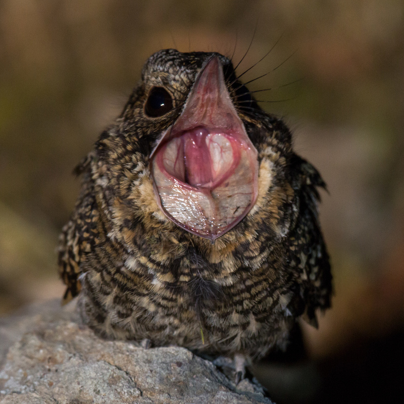 chotacabra_AD4A0683.jpg :: Band-winged Nightjar (Systellura longirostris), Lima, Peru.