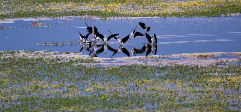 cigueelas_AD4A0056.jpg :: Black-necked Stilt (Himantopus mexicanus), Tinajones Reservoire, Peru.