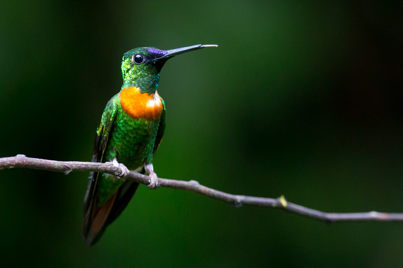 colibri_AD4A2679.jpg :: Gould's Jewelfront (Heliodoxa aurescens), Cordillera Escalera Regional Conservation Area, Peru.