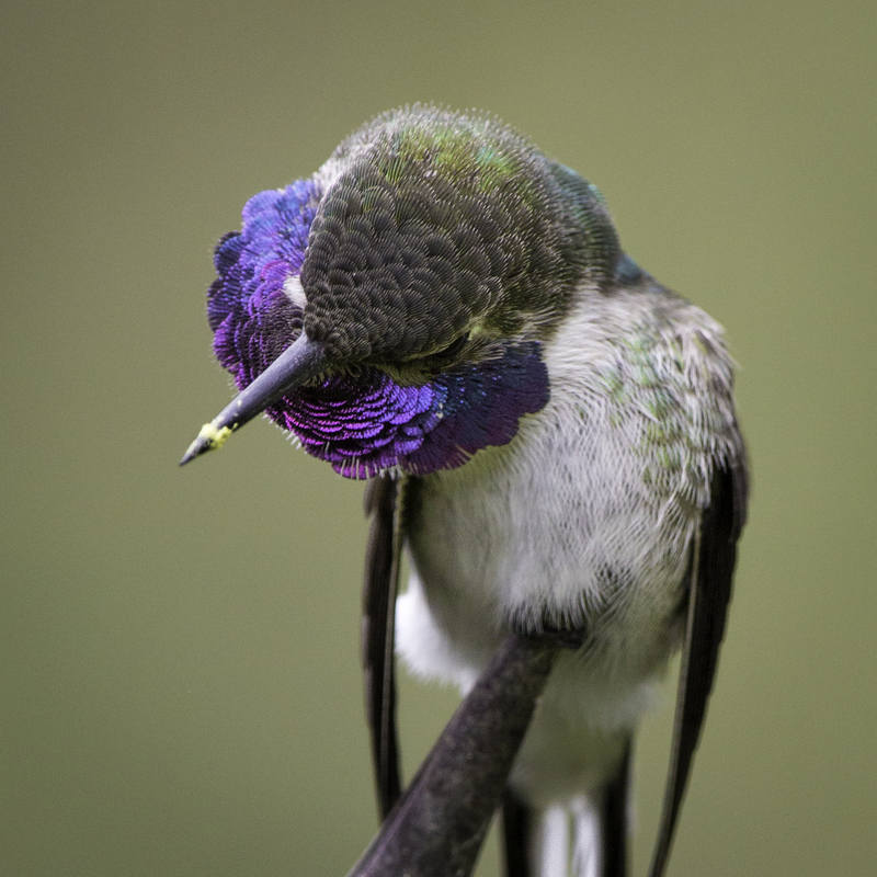 colibri_cora_bis_AD4A4307.jpg :: Peruvian Sheartail (Thaumastura cora), Lima, Peru.