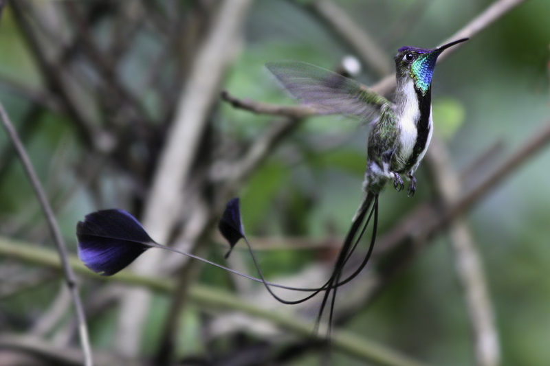 colibri_maravilloso_IMG_7286.jpg :: Marvelous Spatuletail (Loddigesia mirabilis), Amazonas, Peru. Endangered.