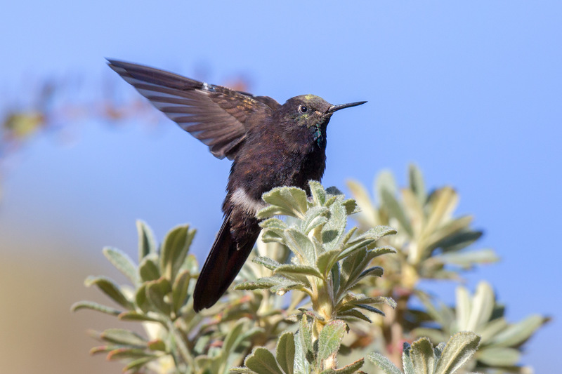 colibri_metalico_AD4A1181(1).jpg :: Black Metaltail (Metallura phoebe), Santa Eulalia, Peru.