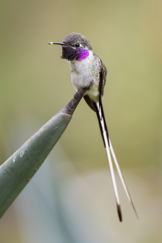 colibridecora_AD4A4308(1).jpg :: Peruvian Sheartail (Thaumastura cora), Lima, Peru.