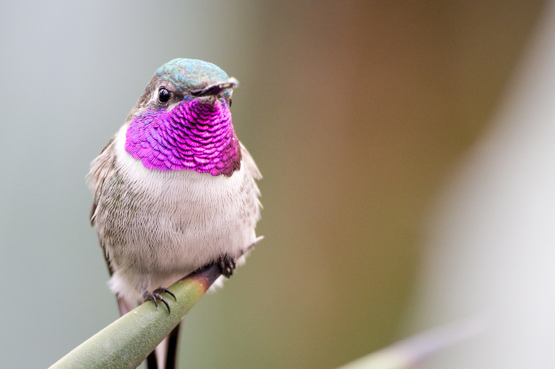 colibridecora_closeup_AD4A4094(1).jpg :: Peruvian Sheartail (Thaumastura cora), Lima, Peru.