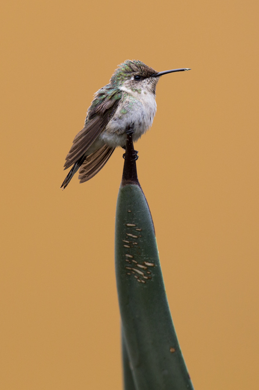 colibridecora_hembra_AD4A3934(1).jpg :: Fermale Peruvian Sheartail (Thaumastura cora), Lima, Peru.