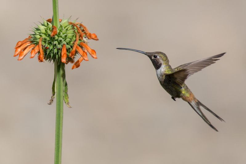 colibrideoasis_cantuta_AD4A0513(1).jpg :: Oasis Hummingbird (Rhodopis vesper), Lima, Peru.