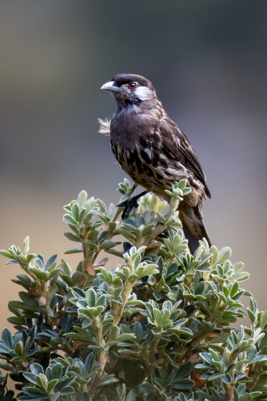 cotinga_AD4A1490.jpg :: White-cheeked Cotinga (Zaratornis stresemanni), Santa Eulalia Valley, Peru.