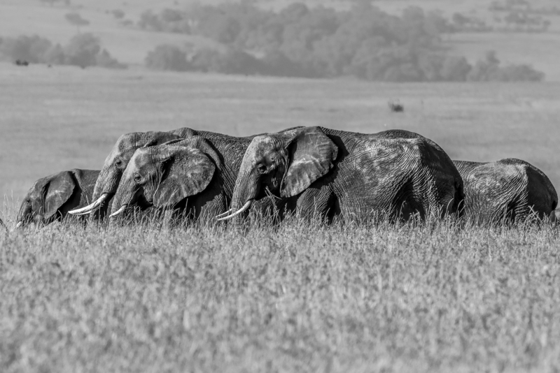 elefante_bw_H6A4309.jpg