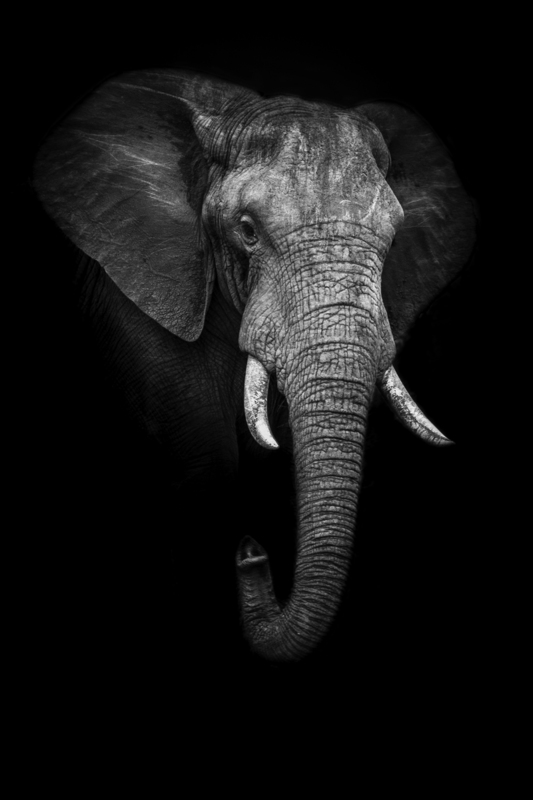 elefante_retrato_IMG_7361(1).jpg