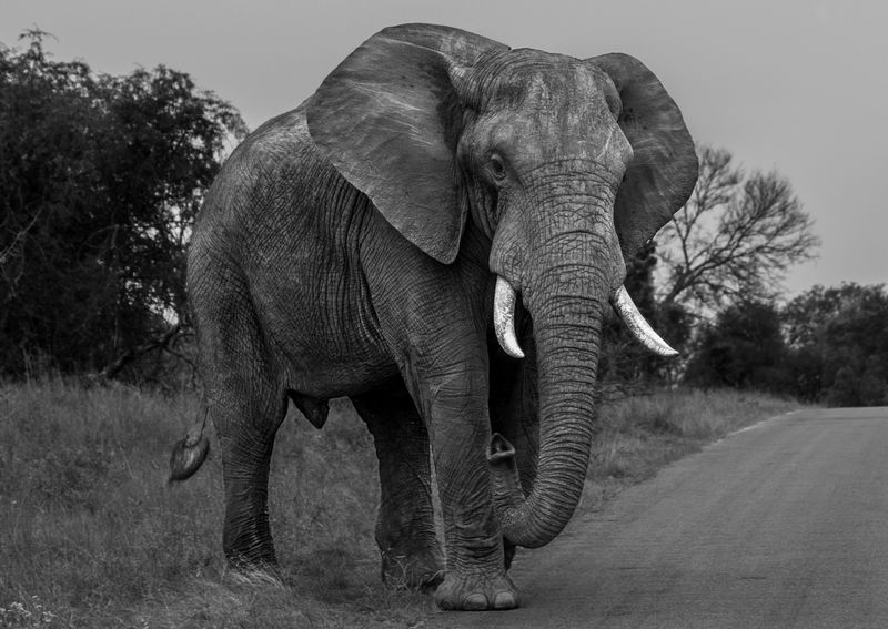 elephant_bw_IMG_7361.jpg :: African Bush Elephant (Loxodonta Africana), Kruger National Park, South Africa.