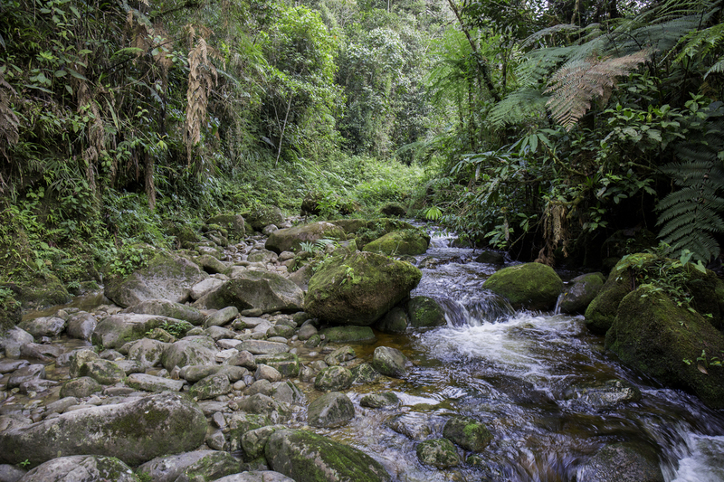 expedicion_altomayo_AD4A4594.jpg :: Alto Mayo Protected Forest.