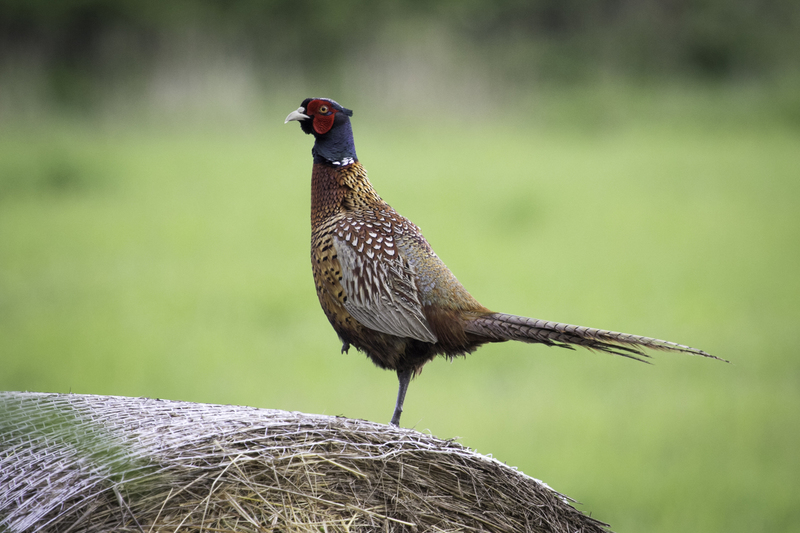 faisan_website_IMG_1060.jpg :: Common pheasant (Phasianus colchicus), Neusiedler See National Park, Austria.