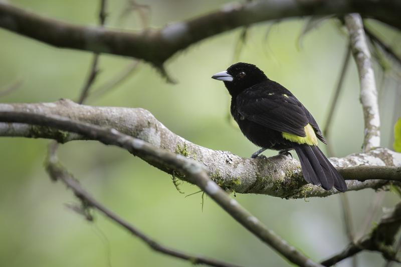 flame-rumped_tangara_AD4A3102.jpg :: Flame-rumped Tanager (Ramphocelus flammigerus), Mindo, Ecuador.