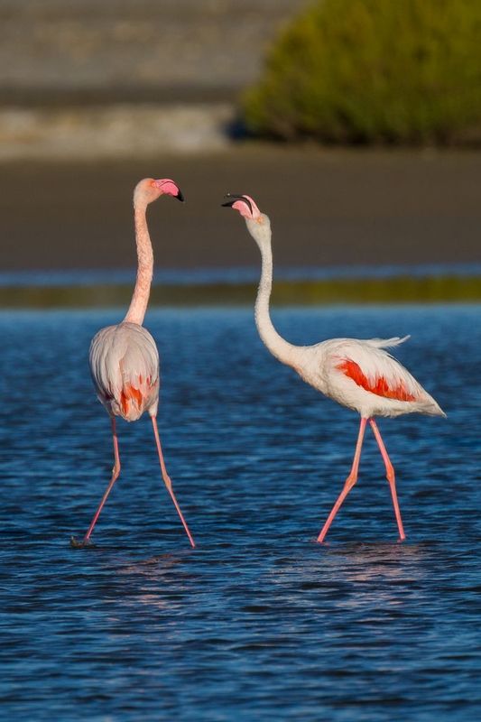 flamencos_AD4A6168.jpg :: Greater flamingo (Phoenicopterus roseus), Camargue Natural Region, France.