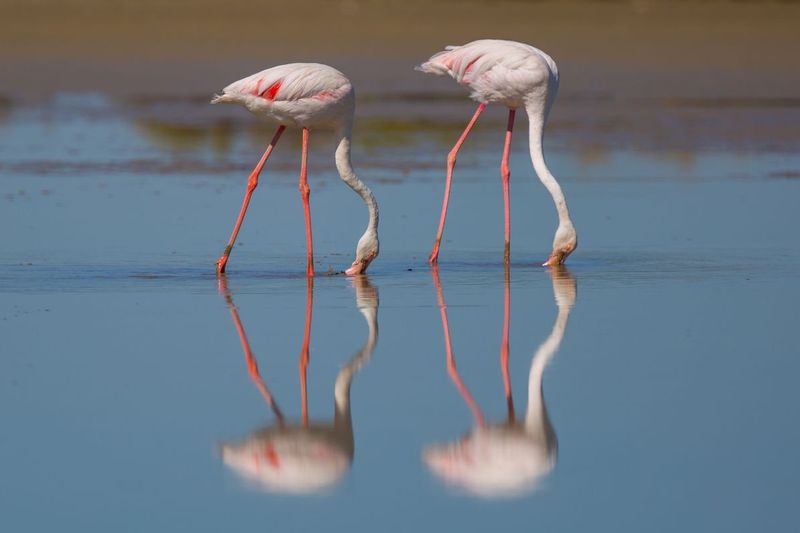 flamencosbis_AD4A6579.jpg :: Greater flamingo (Phoenicopterus roseus), Camargue Natural Region, France.