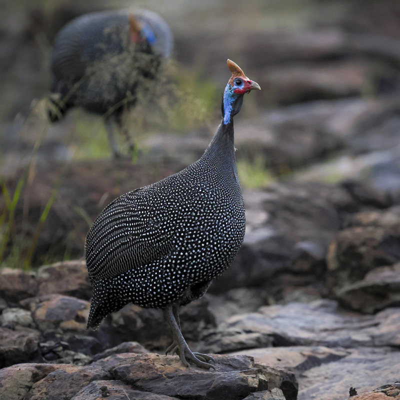 gallina_guinea_H6A0324.jpg