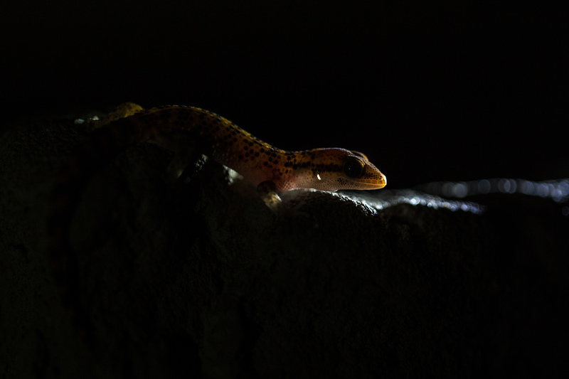 gecko_huaca_AD4A0761.jpg :: Lima Leaf-toed Gecko (Phyllodactylus sentosus). Lima - Peru.