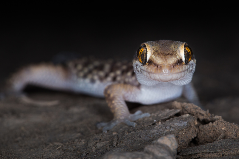 gecko_huaca_AD4A9480.jpg :: Lima Leaf-toed Gecko (Phyllodactylus sentosus). Lima - Peru.