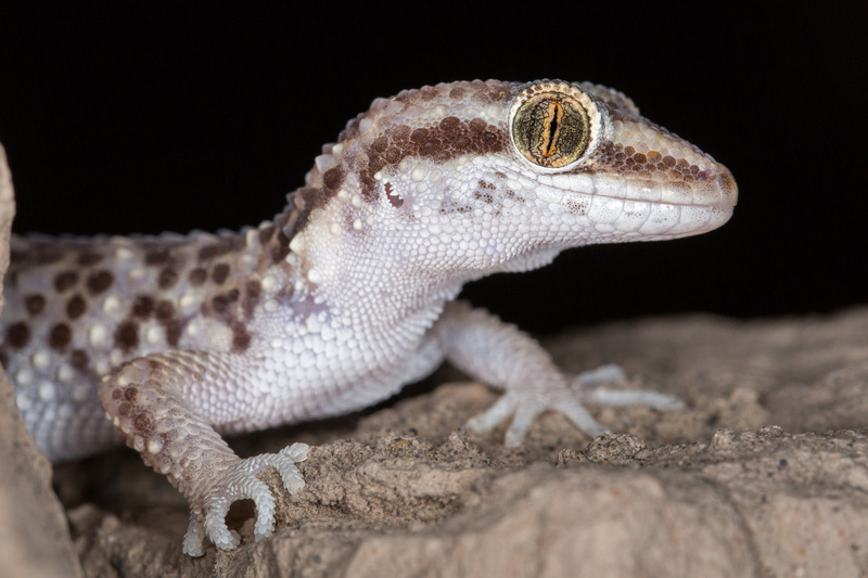 gecko_huacas_AD4A8585.jpg