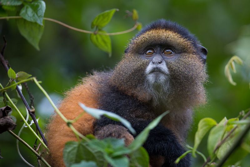 golden_AD4A4390.jpg :: Golden monkey (Cercopithecus kandti), Volcanoes National Park, Rwanda.
