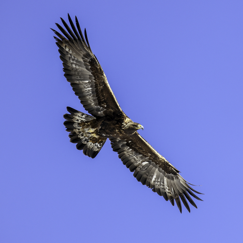 golden_eagle_H6A5630.jpg