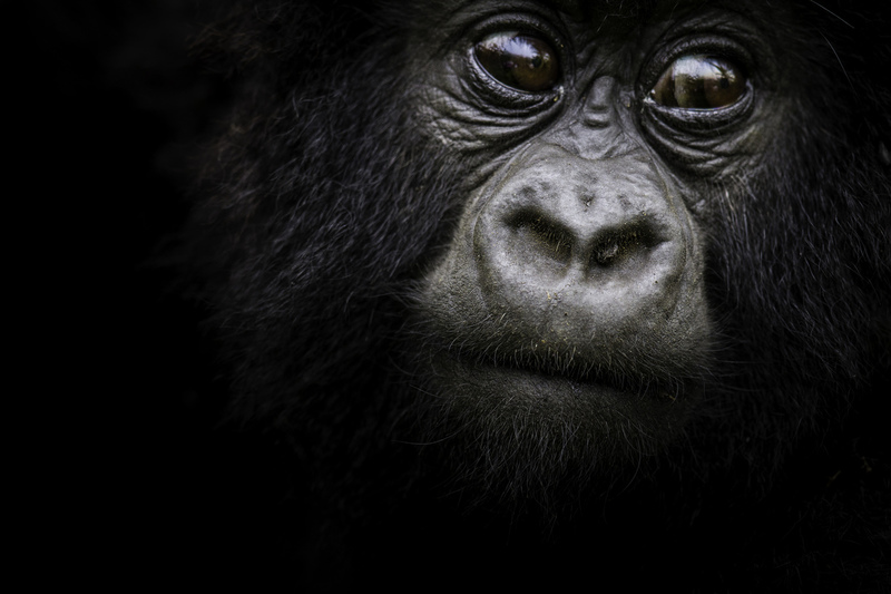 gorila_IMG_8690.jpg :: Mountain gorilla (Gorilla beringei beringei), Volcanoes National Park, Rwanda.