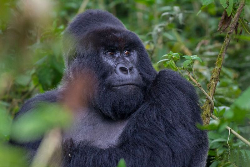 gorilla_silverback_2_IMG_8702.jpg :: Mountain gorilla (Gorilla beringei beringei), Volcanoes National Park, Rwanda.