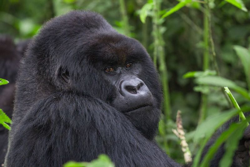gorilla_silverback_4_IMG_8783.jpg :: Mountain gorilla (Gorilla beringei beringei), Volcanoes National Park, Rwanda.