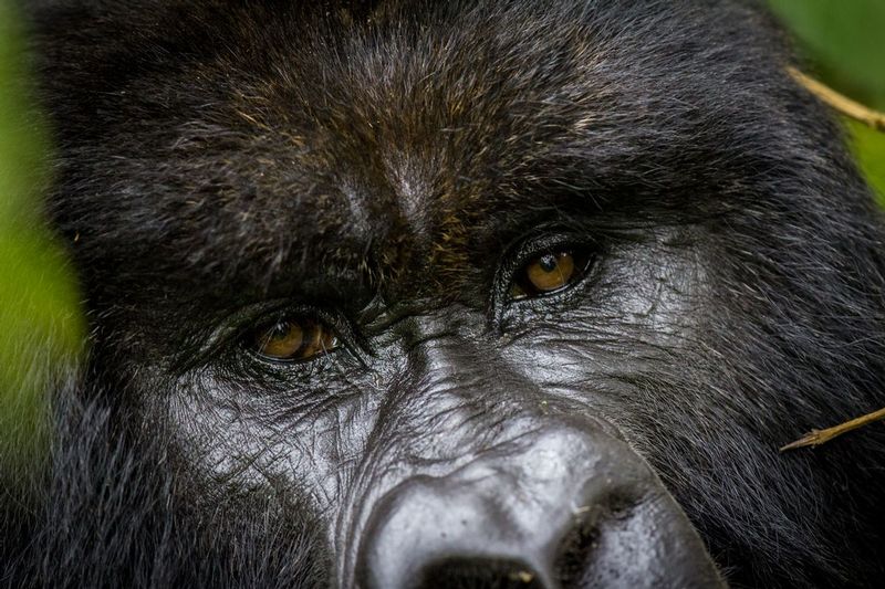gorilla_silverback_IMG_8761.jpg :: Mountain gorilla (Gorilla beringei beringei), Volcanoes National Park, Rwanda.